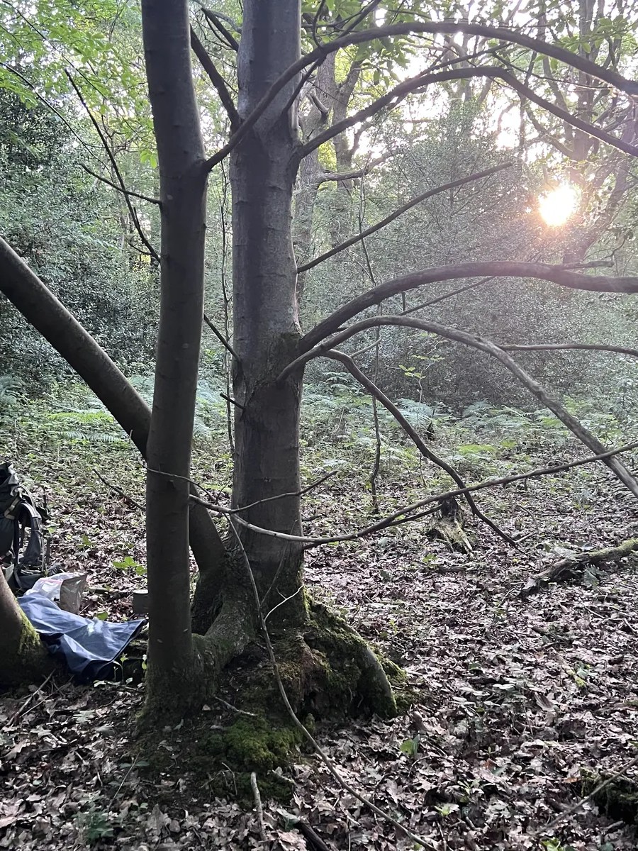Twinkling Canopies and Widow-Makers: Finding the Wild Two Miles from Croydon (Part&nbsp;3)